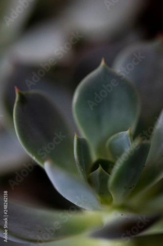 Succulent