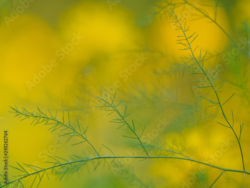 Green and yellow nature background with beautiful plant / shrub branches and leaves in foreground - taken at the Eloise Butler Wildflower Garden in Minneapolis, Minnesota photo
