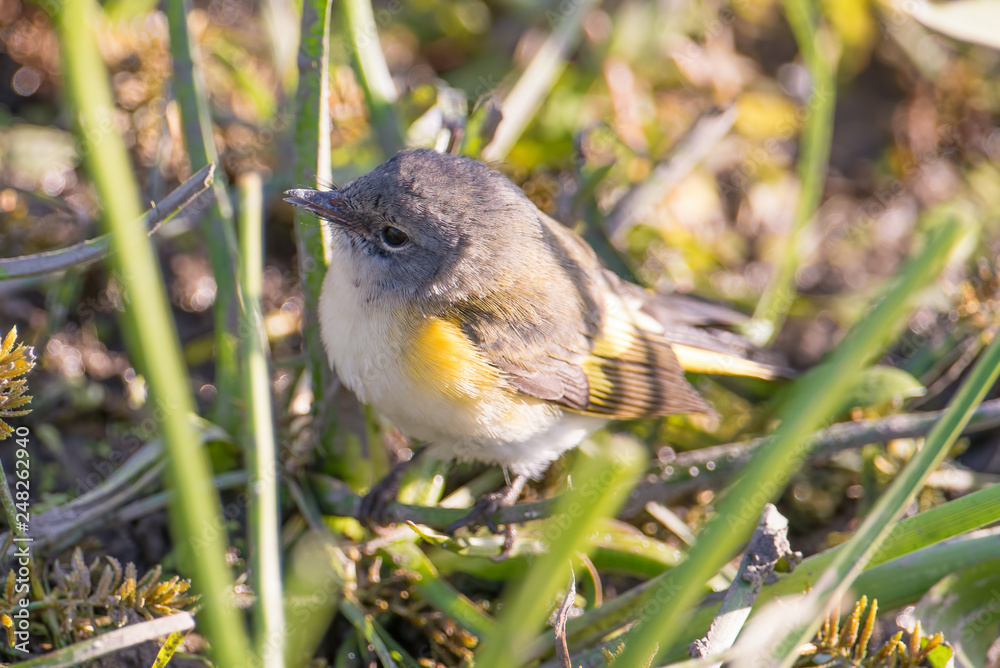 Fototapeta premium Female American redstart portrait in fall before/during migration taken off of the Minnesota River Valley