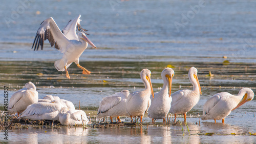 American white pelicans in fall migrations on the Minnesota River in the Minnesota River National Wildlife Refuge