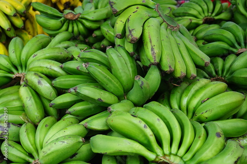 green bananas or platano verde  