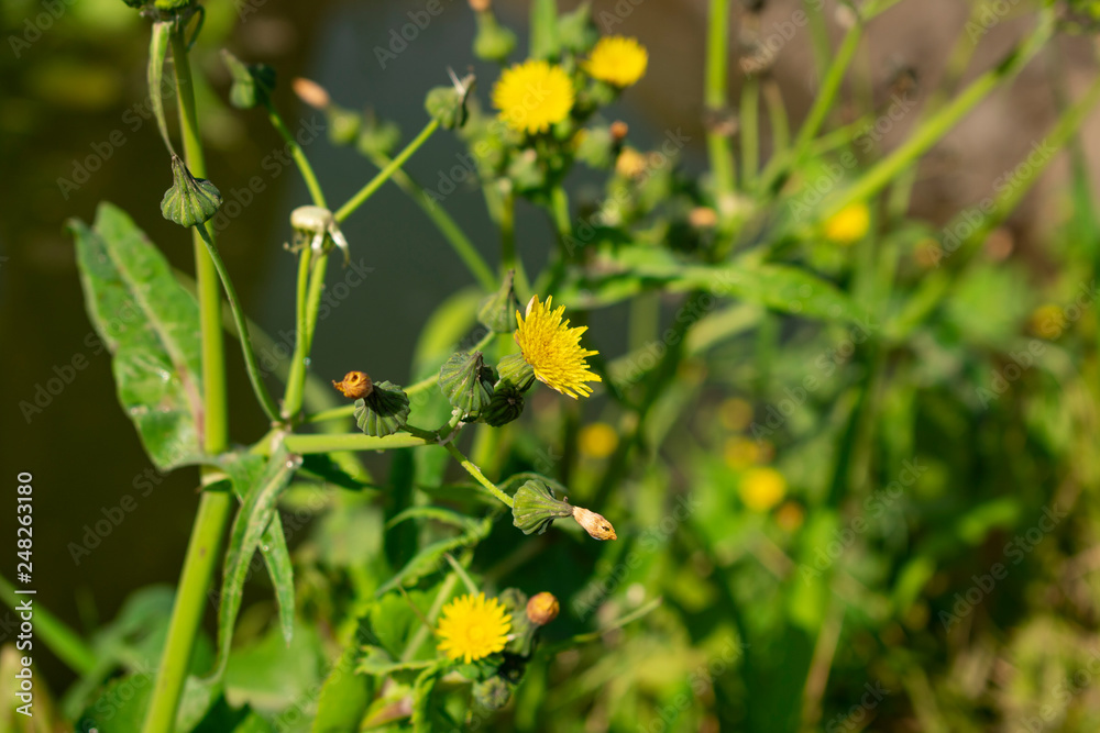 a yellow flower a yellow flower