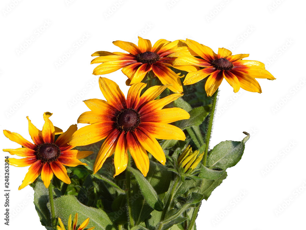 Fototapeta premium bouquet yellow flowers on white background