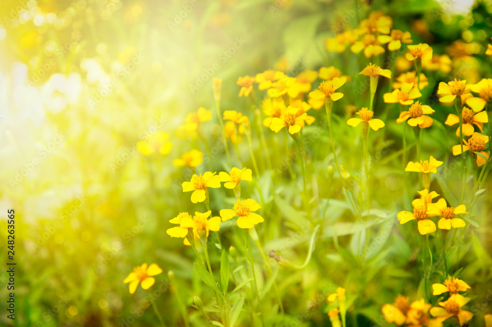 small yellow flower in summer sunlight in green meadow nature background small yellow flower in summer sunlight in green meadow nature background