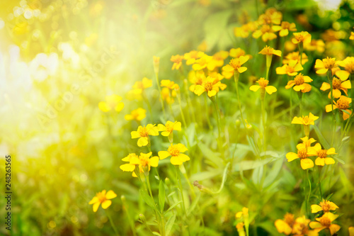small yellow flower in summer sunlight in green meadow nature background