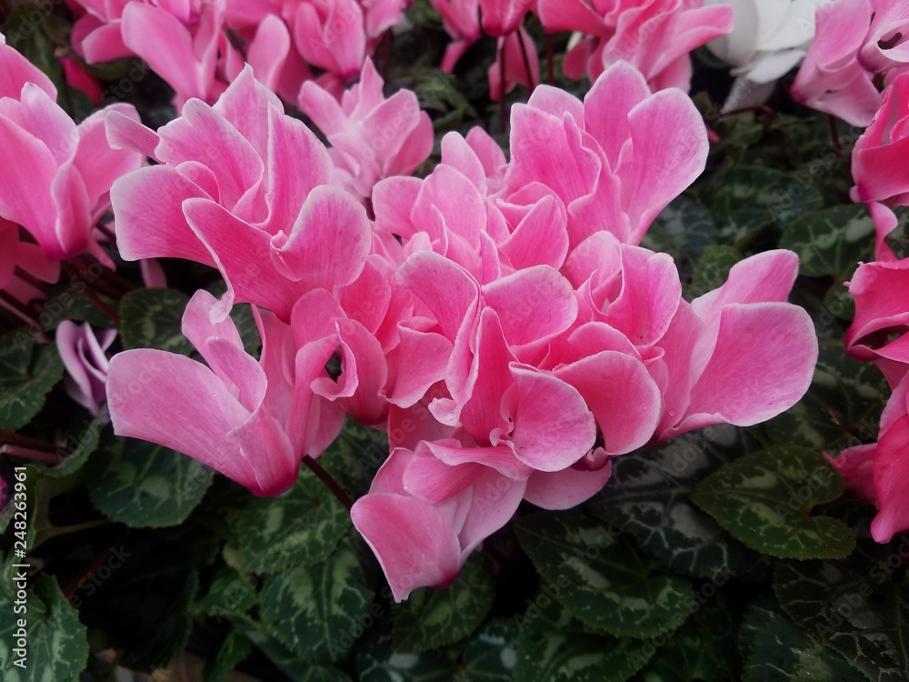 Fototapeta premium pink flower in the garden