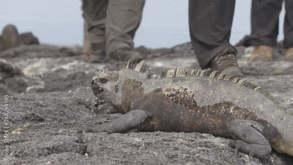 Galapagos Marine Iguana shaking and bobbing its head walking showing threat and dominance, sneezing excreting salt by nose with tourists in background. Male marine iguana on Galapagos Islands