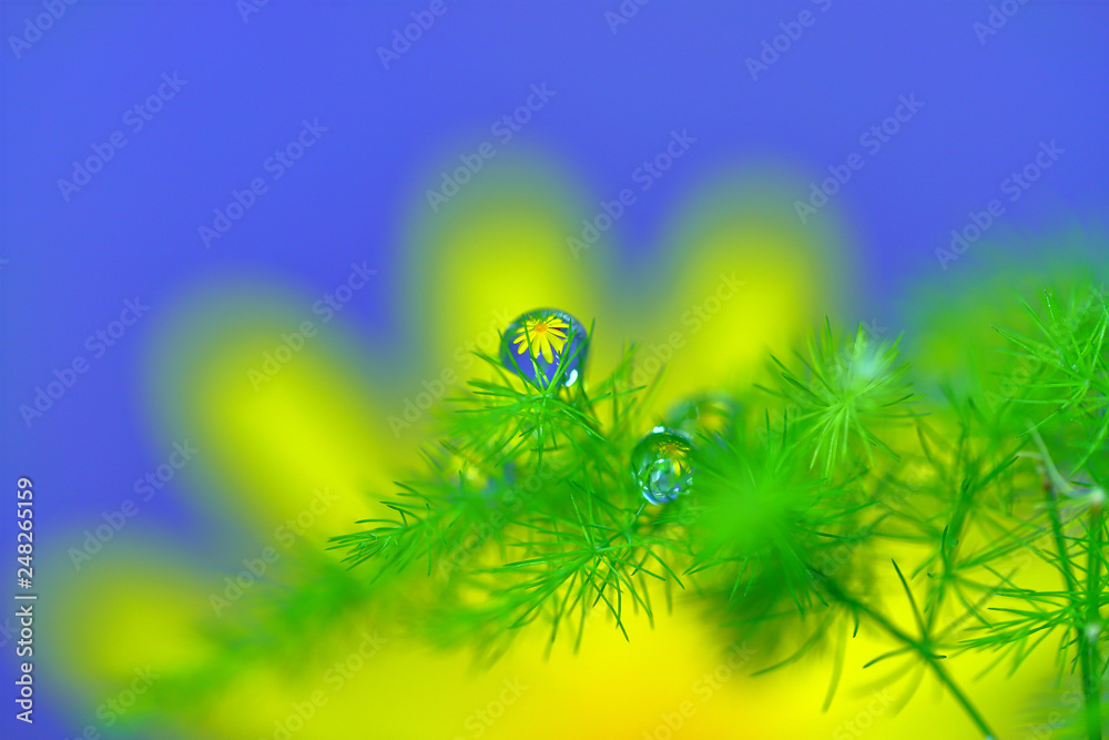 花に水滴 水中花 春の花 黄色の花 デージー 水滴stock Photo Adobe Stock