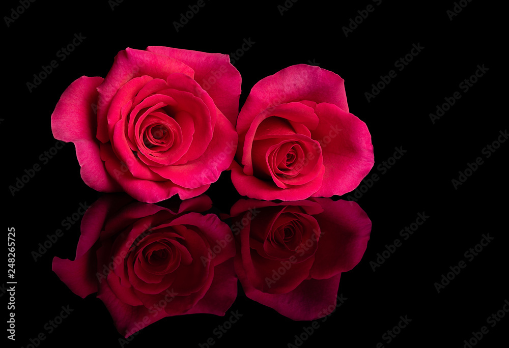 Naklejka premium Two Pink Rose Flowers Reflecting on Black Background