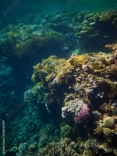 Coral reefs in Red sea © Alexander Belinskiy
