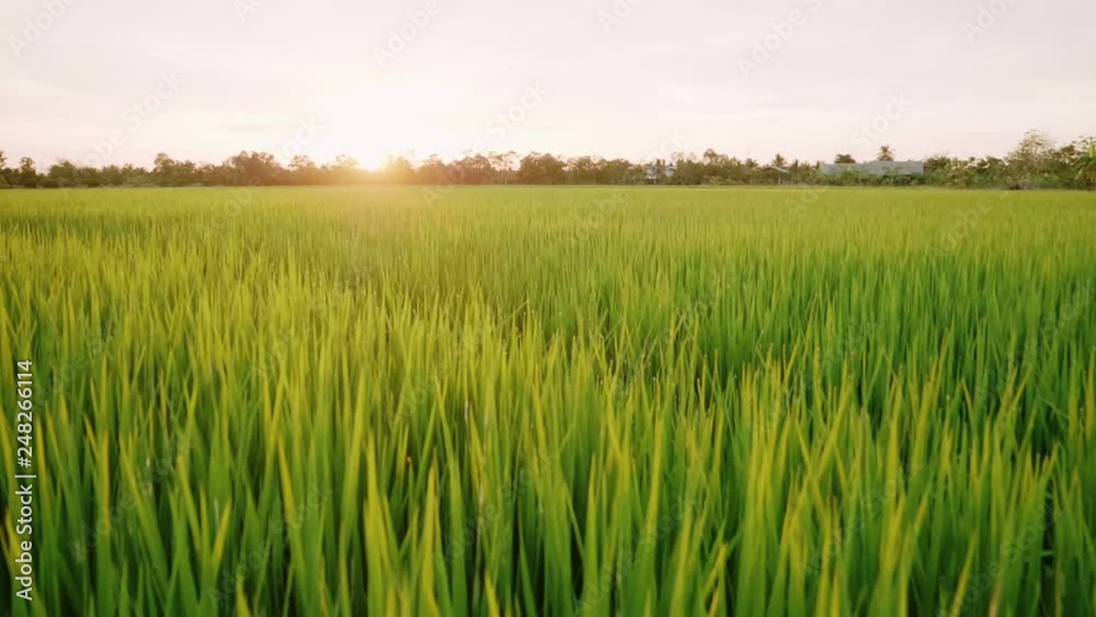 Rice field green grass and sunset landscape background with slow motion scene. Rice field green grass and sunset landscape background with slow motion scene.