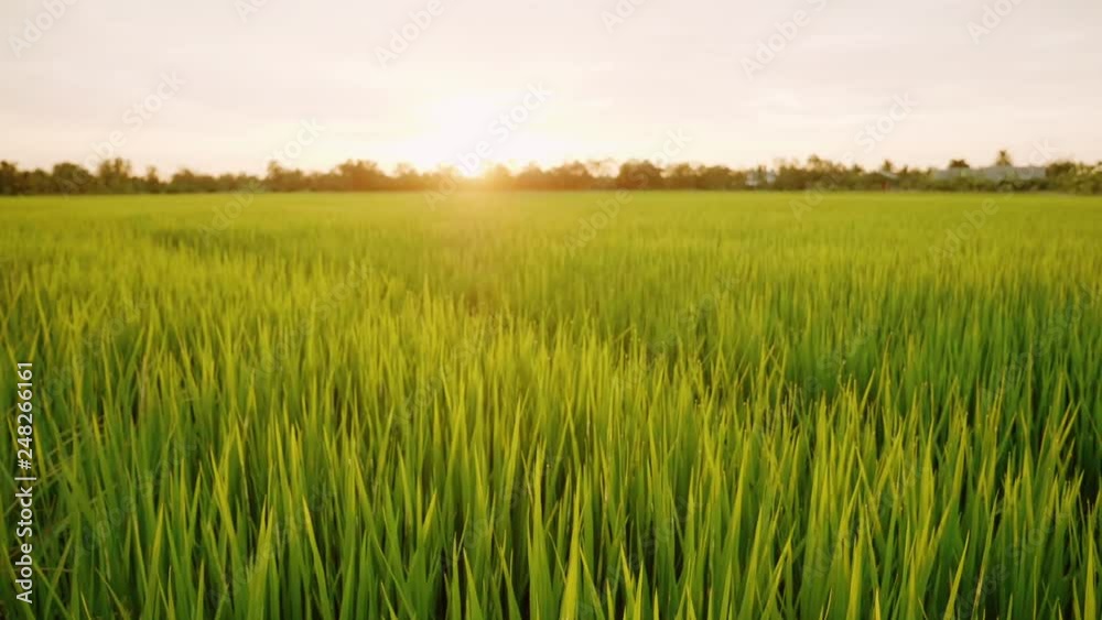 Rice field green grass and sunset landscape background with slow motion scene. Rice field green grass and sunset landscape background with slow motion scene.