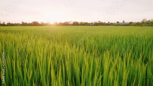 Rice field green grass and sunset landscape background with slow motion scene.
