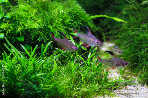 Rosy Tetra Fish (Hyphessobrycon rosaceus) photo