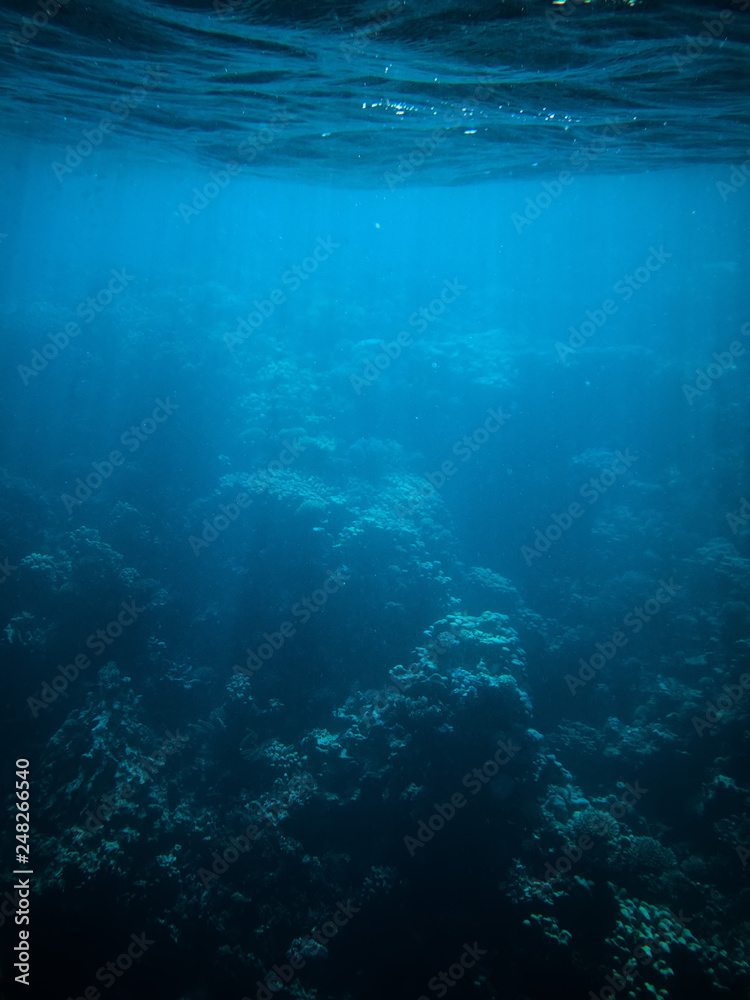 underwater photo of coral reefs in red sea with blue water