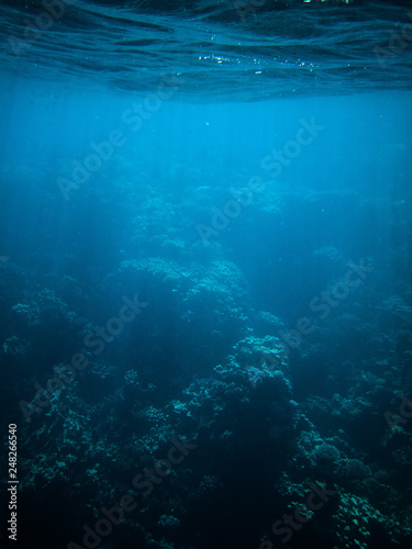 underwater photo of coral reefs in red sea with blue water