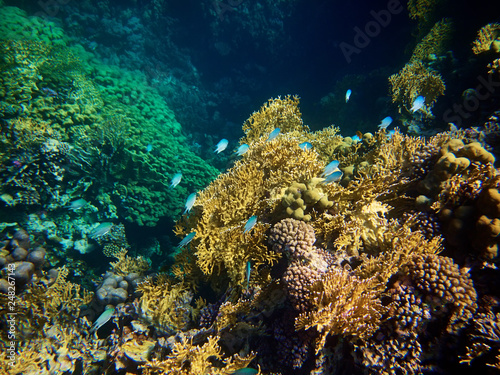 Fototapeta Naklejka Na Ścianę i Meble -  Underwater photo of Chromis fishes with coral reefs in red sea
