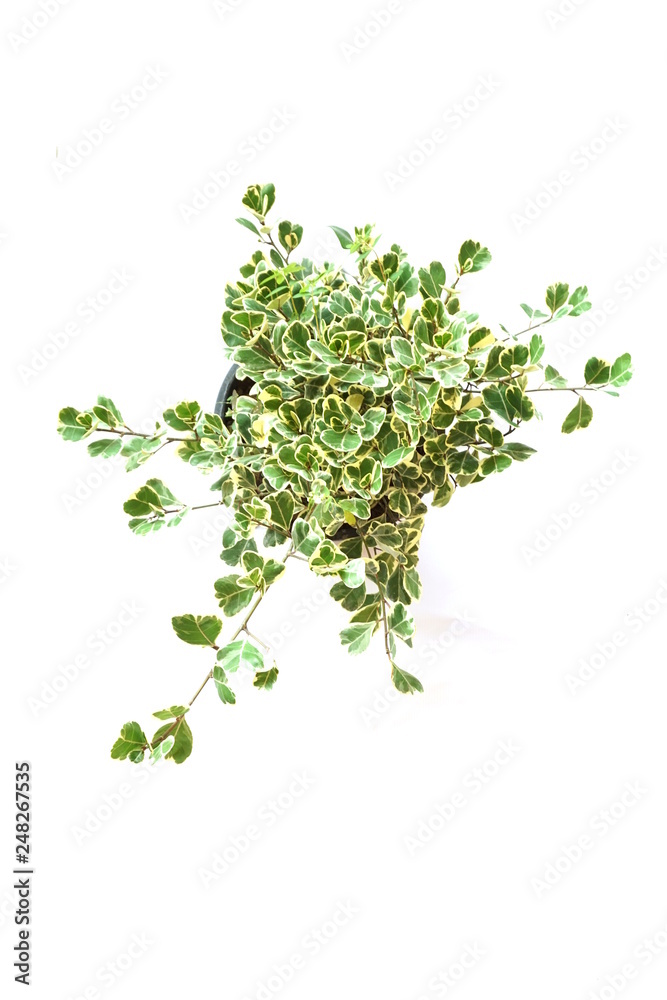 Top view of green house plant isolated on white background Top view of green house plant isolated on white background