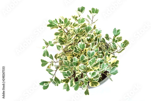 Top view of green house plant isolated on white background