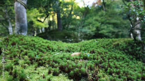 Fototapeta Naklejka Na Ścianę i Meble -  Japanese Garden
