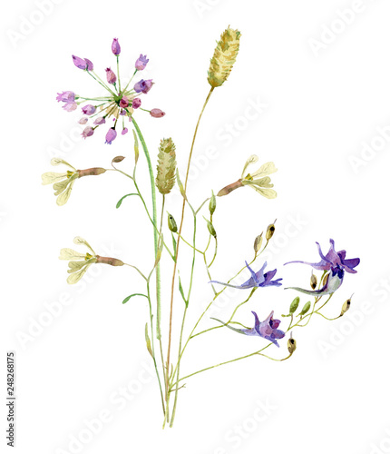 A small bouquet of grass, flowers and spikelets on a white background. For greetings and invitations