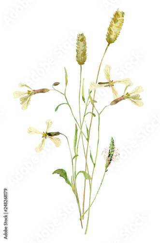 A small bouquet of wild yellow herbs on a white backgroundFor greetings, invitations, weddings, birthdays and mother's day