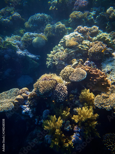 Fototapeta Naklejka Na Ścianę i Meble -  underwater photo of coral reefs in red sea