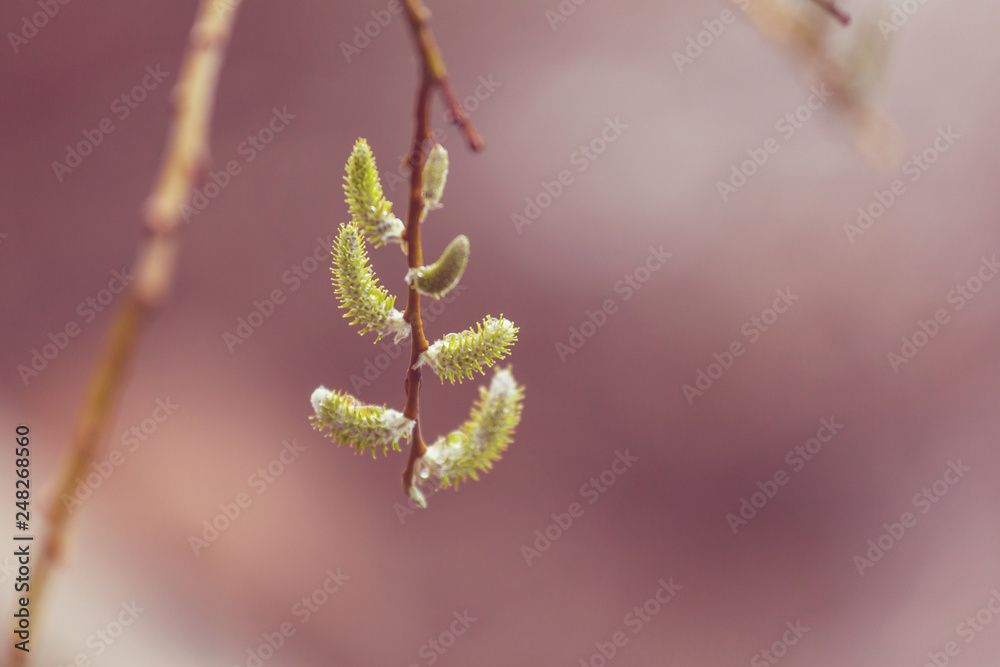 Naklejka premium Spring buds