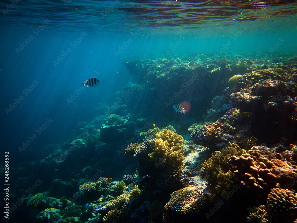 Obraz premium underwater photo of coral reefs and few Sergeant major fishes in red sea