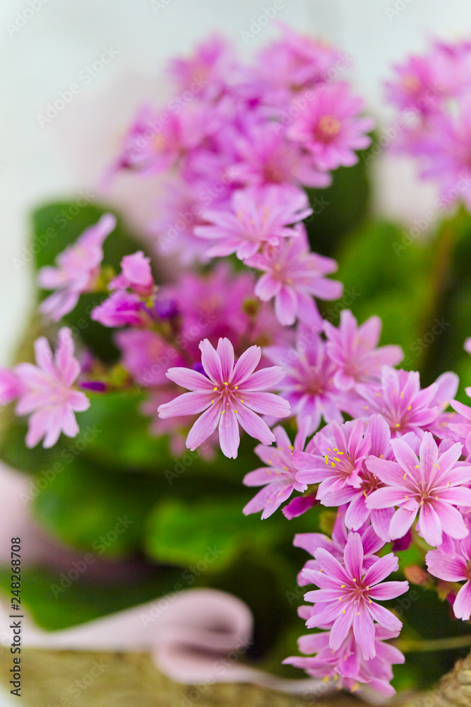 pink flowers in garden pink flowers in garden