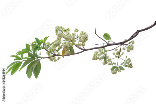Tree branch isolated on white background.