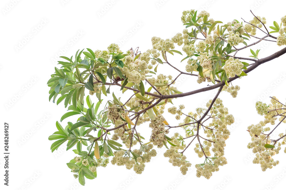Tree branch isolated on white background. Tree branch isolated on white background.
