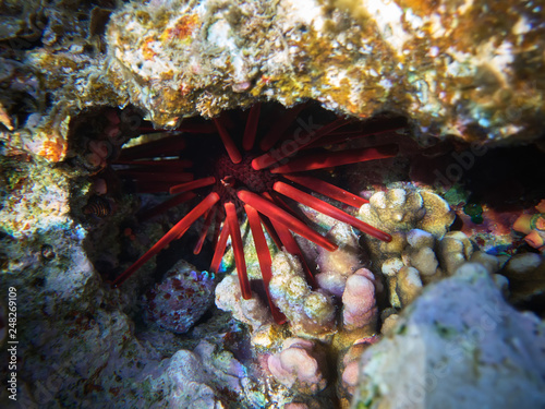 close up underwater photo of red slate pencil urchin