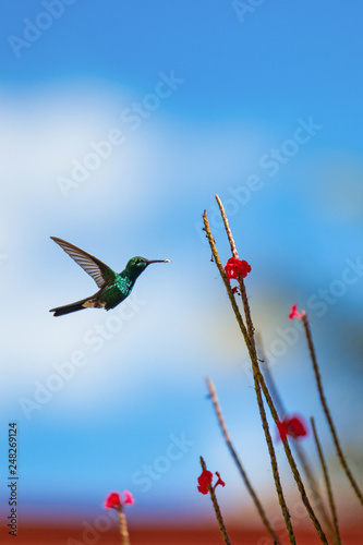 Kubasmaragdkolibri (Chlorostilbon ricordii)