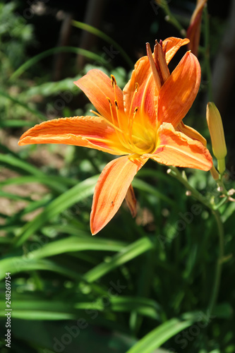 flower orange lily nature