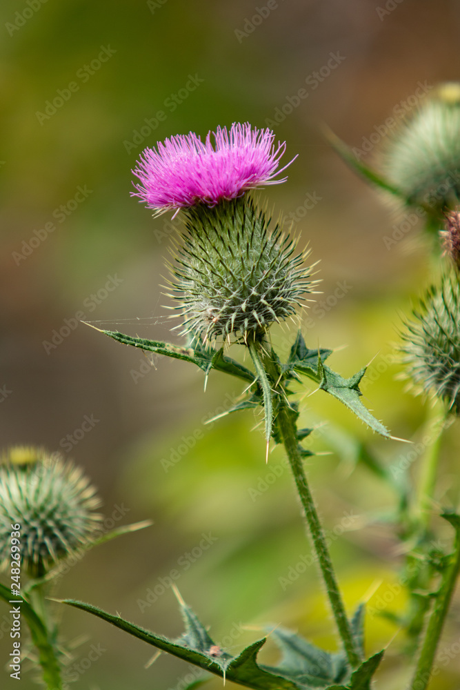 Thistle flower nature