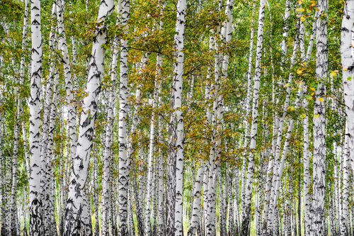 yellow birch forest  late autumn nature landscape