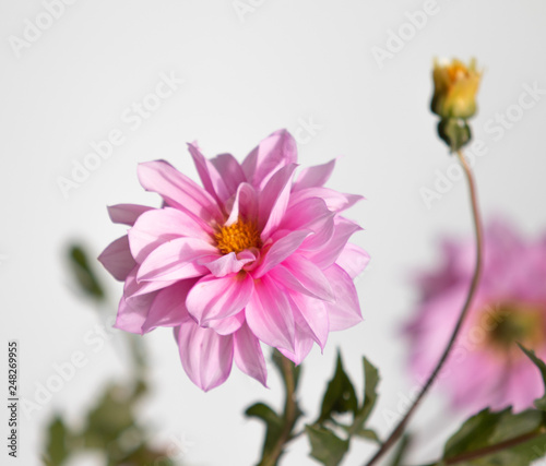 bright flowers on nature close-up