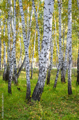 Fototapeta Naklejka Na Ścianę i Meble -  yellow birch forest, late autumn nature landscape
