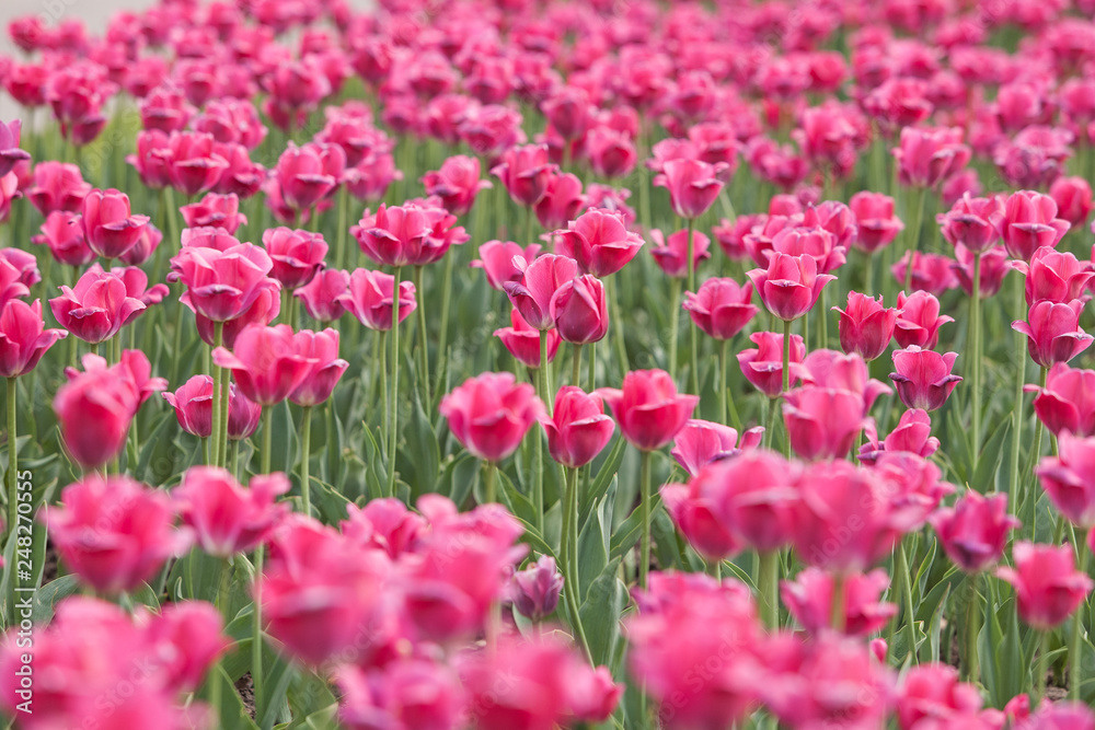 field of pink tulips