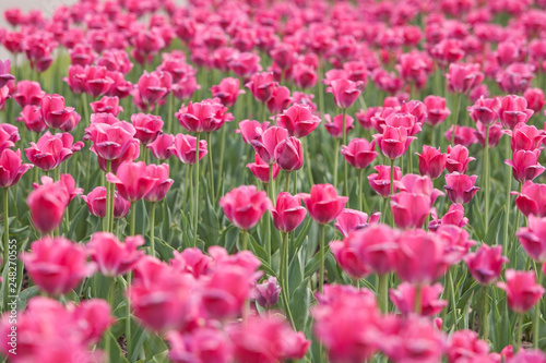 field of pink tulips © Антон Завирохин
