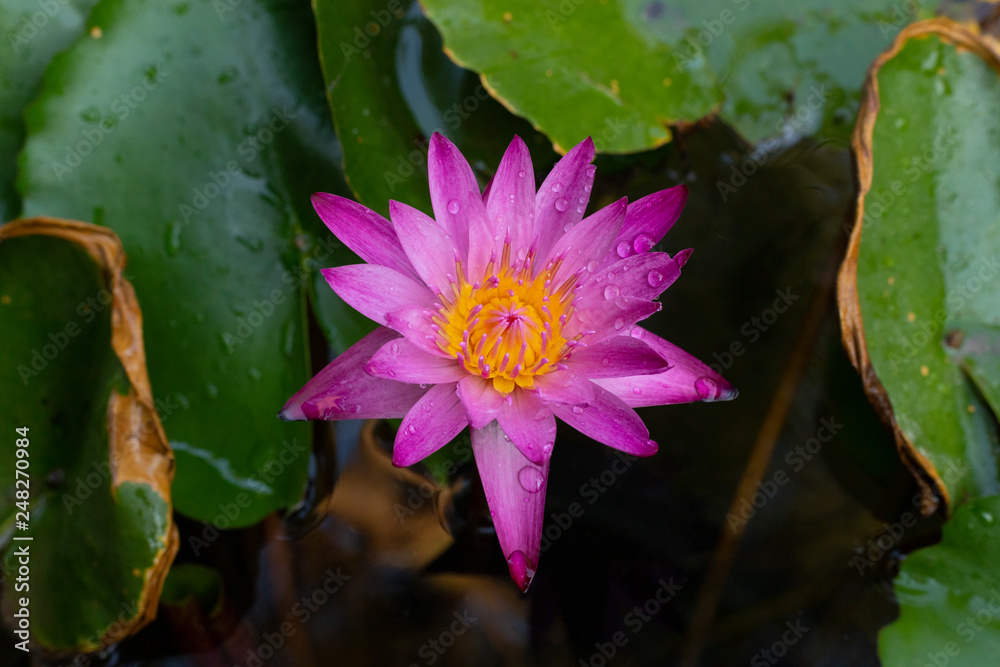 Blooming lotus flower in the pond. Blooming lotus flower in the pond.