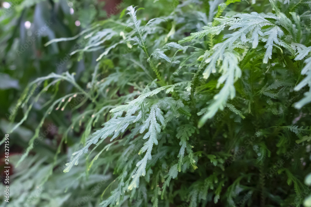 Leaves of large tropical fern close-up