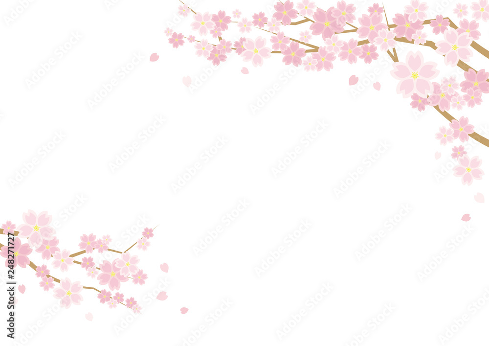 桜のある春の風景のイラスト(白背景)横長の書式で横書き用