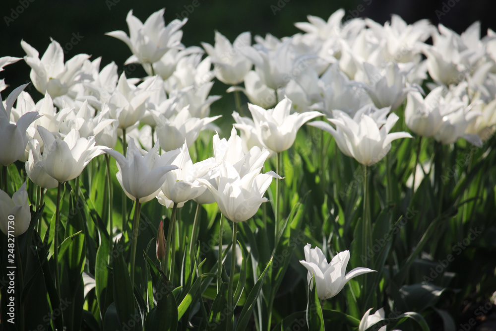 A field of white tulips blossoming in spring A field of white tulips blossoming in spring
