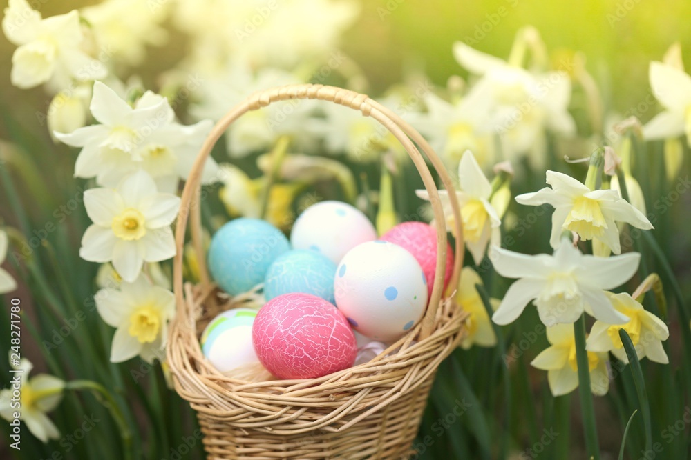 Easter holiday.Easter eggs in a wicker basket in daffodil flowers in the sun on a  floral background.Spring Easter festive background.