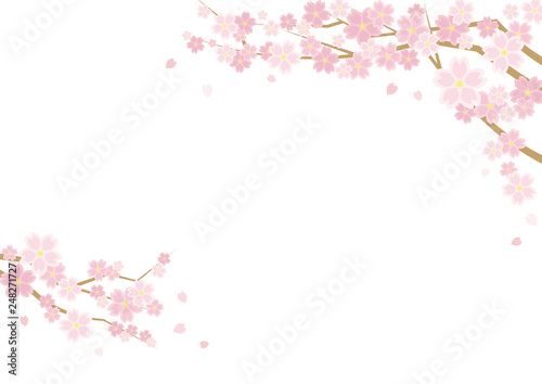 桜のある春の風景のイラスト(白背景)横長の書式で横書き用