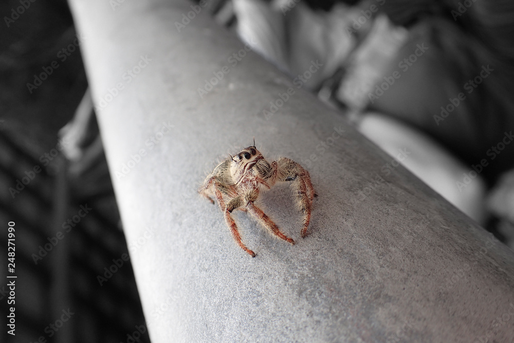 Obraz premium Macro close up of tropical arachnid spiders in the wild arachnophobia