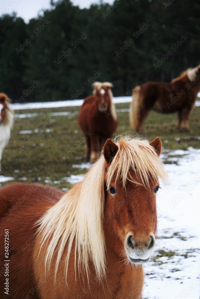 Fototapeta premium Little pony
