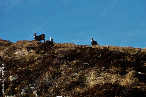 Chamoix en montagne photo